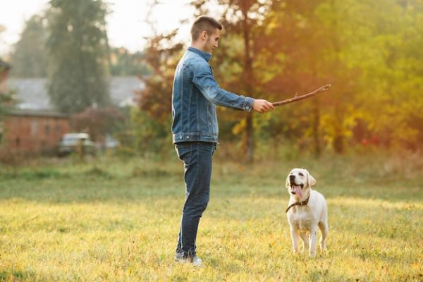 Sit, Stay, and Shine: Polishing Your Dog's Manners