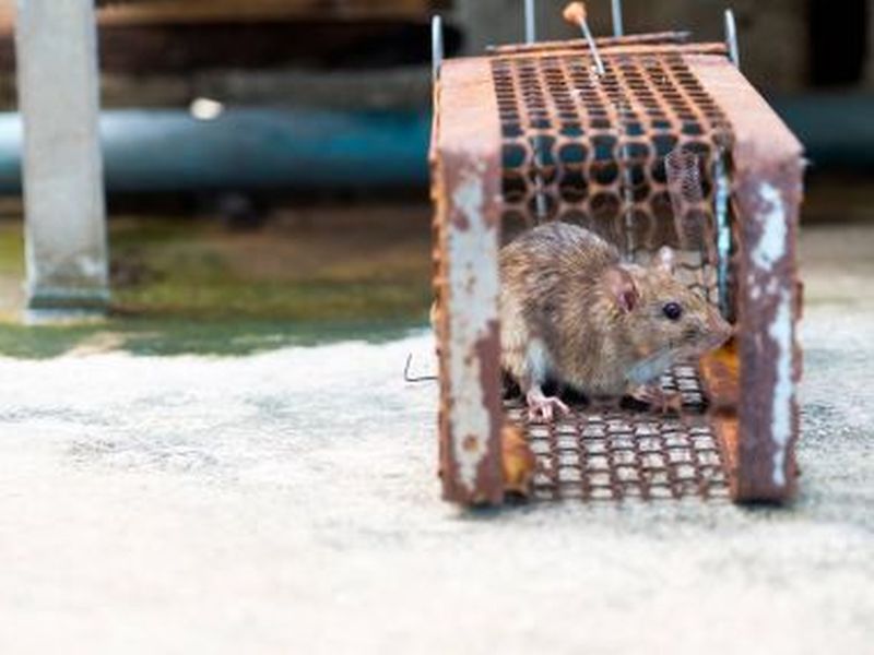 Pest Control for Rats: Expert Strategies for Success